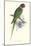 Footed Parakeet - Psittacula Eupatria-Edward Lear-Mounted Art Print