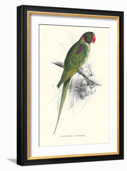 Footed Parakeet - Psittacula Eupatria-Edward Lear-Framed Art Print