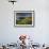 Footpath Along the Rumps, Pentire Point, Near Polzeath, Cornwall, UK-Ross Hoddinott-Framed Photographic Print displayed on a wall