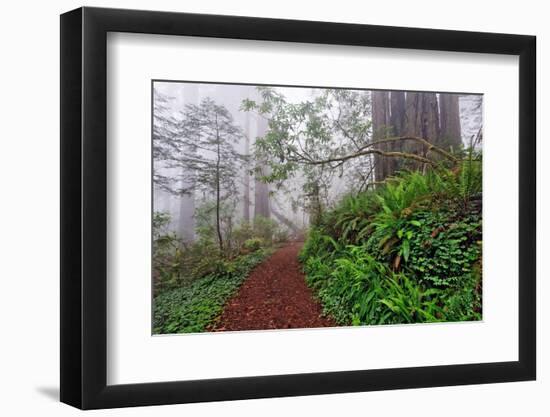 Footpath in foggy redwood forest beneath Pacific Rhododendron, Redwood National Park.-Adam Jones-Framed Photographic Print