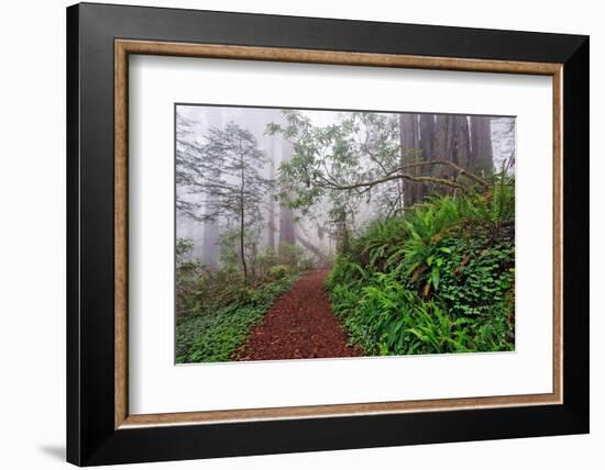 Footpath in foggy redwood forest beneath Pacific Rhododendron, Redwood National Park.-Adam Jones-Framed Photographic Print