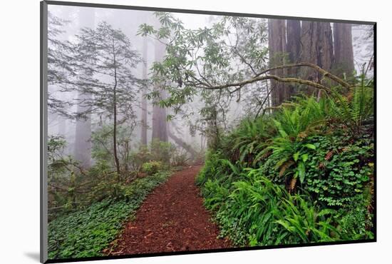 Footpath in foggy redwood forest beneath Pacific Rhododendron, Redwood National Park.-Adam Jones-Mounted Photographic Print