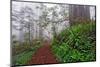 Footpath in foggy redwood forest beneath Pacific Rhododendron, Redwood National Park.-Adam Jones-Mounted Photographic Print