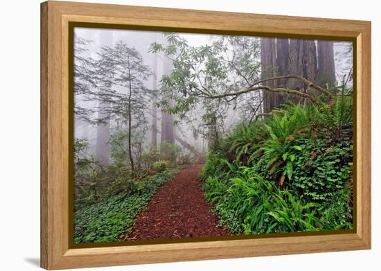 Footpath in foggy redwood forest beneath Pacific Rhododendron, Redwood National Park.-Adam Jones-Framed Premier Image Canvas