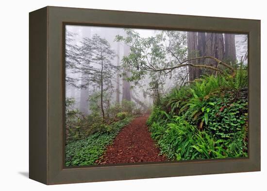 Footpath in foggy redwood forest beneath Pacific Rhododendron, Redwood National Park.-Adam Jones-Framed Premier Image Canvas