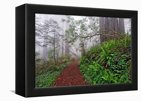 Footpath in foggy redwood forest beneath Pacific Rhododendron, Redwood National Park.-Adam Jones-Framed Premier Image Canvas