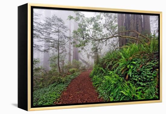 Footpath in foggy redwood forest beneath Pacific Rhododendron, Redwood National Park.-Adam Jones-Framed Premier Image Canvas