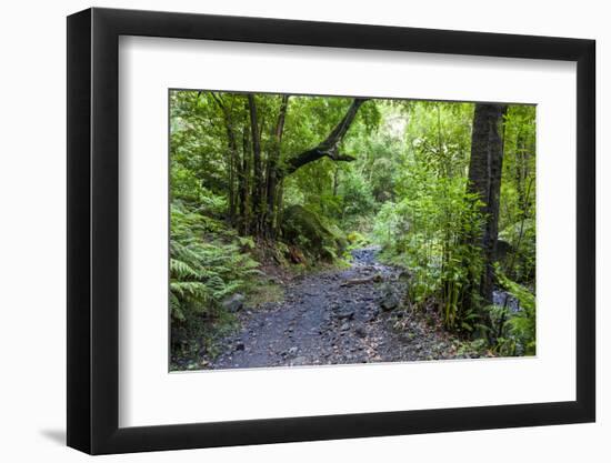 Footpath in the Cubo De La Galga, Biosphere Reserve Los Tilos, La Palma, Canary Islands, Spain-Gerhard Wild-Framed Photographic Print