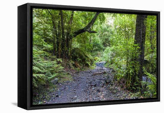 Footpath in the Cubo De La Galga, Biosphere Reserve Los Tilos, La Palma, Canary Islands, Spain-Gerhard Wild-Framed Premier Image Canvas