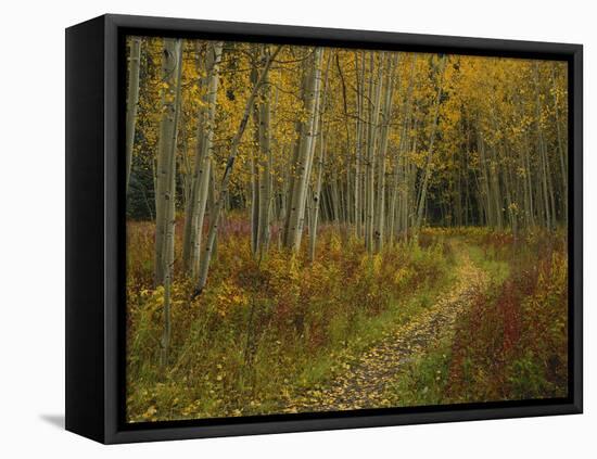 Footpath Through Autumn Aspen Trees, San Isabel National Forest, Colorado, USA-Adam Jones-Framed Premier Image Canvas