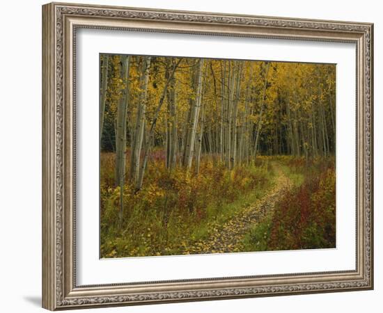 Footpath Through Autumn Aspen Trees, San Isabel National Forest, Colorado, USA-Adam Jones-Framed Photographic Print