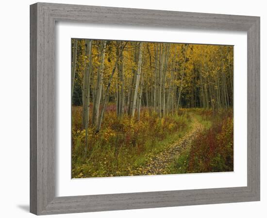 Footpath Through Autumn Aspen Trees, San Isabel National Forest, Colorado, USA-Adam Jones-Framed Photographic Print