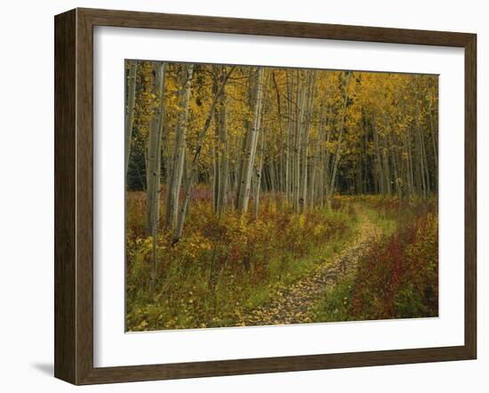 Footpath Through Autumn Aspen Trees, San Isabel National Forest, Colorado, USA-Adam Jones-Framed Photographic Print