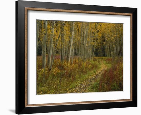 Footpath Through Autumn Aspen Trees, San Isabel National Forest, Colorado, USA-Adam Jones-Framed Photographic Print