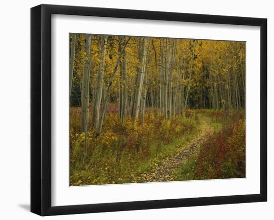 Footpath Through Autumn Aspen Trees, San Isabel National Forest, Colorado, USA-Adam Jones-Framed Photographic Print