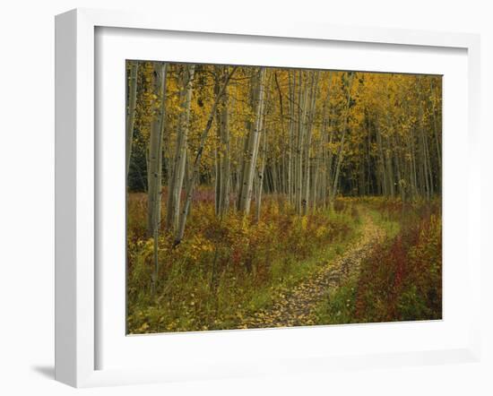 Footpath Through Autumn Aspen Trees, San Isabel National Forest, Colorado, USA-Adam Jones-Framed Photographic Print