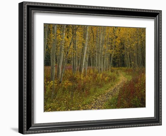 Footpath Through Autumn Aspen Trees, San Isabel National Forest, Colorado, USA-Adam Jones-Framed Photographic Print