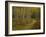 Footpath Through Autumn Aspen Trees, San Isabel National Forest, Colorado, USA-Adam Jones-Framed Photographic Print