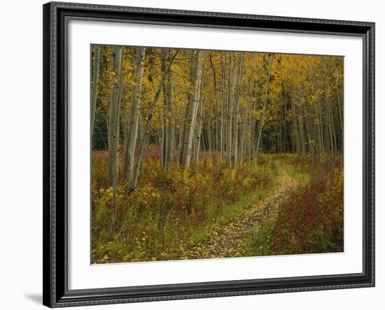 Footpath Through Autumn Aspen Trees, San Isabel National Forest, Colorado, USA-Adam Jones-Framed Photographic Print