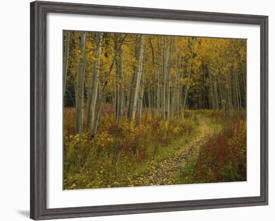 Footpath Through Autumn Aspen Trees, San Isabel National Forest, Colorado, USA-Adam Jones-Framed Photographic Print