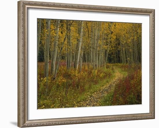 Footpath Through Autumn Aspen Trees, San Isabel National Forest, Colorado, USA-Adam Jones-Framed Photographic Print