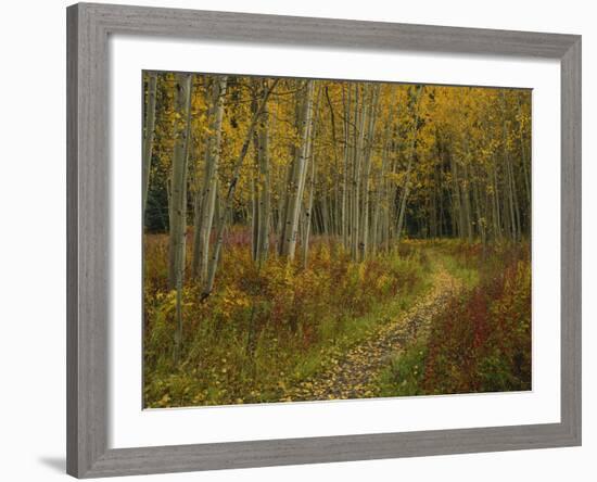 Footpath Through Autumn Aspen Trees, San Isabel National Forest, Colorado, USA-Adam Jones-Framed Photographic Print