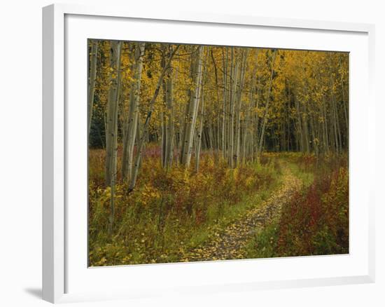 Footpath Through Autumn Aspen Trees, San Isabel National Forest, Colorado, USA-Adam Jones-Framed Photographic Print