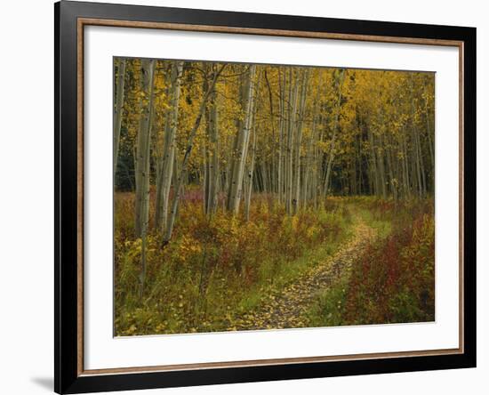 Footpath Through Autumn Aspen Trees, San Isabel National Forest, Colorado, USA-Adam Jones-Framed Photographic Print