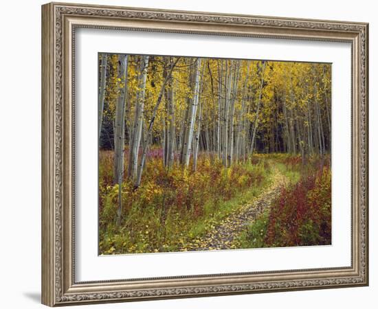 Footpath Through Autumn Aspen Trees, San Isabel National Forest, Colorado, Usa-Adam Jones-Framed Photographic Print