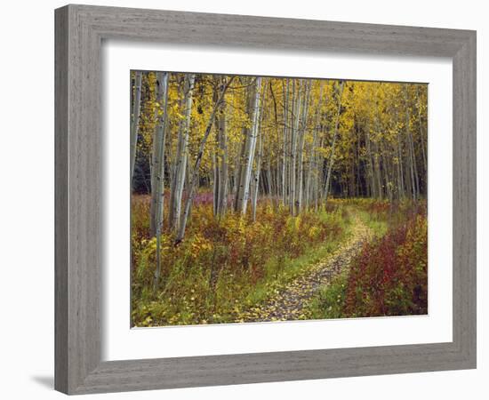 Footpath Through Autumn Aspen Trees, San Isabel National Forest, Colorado, Usa-Adam Jones-Framed Photographic Print
