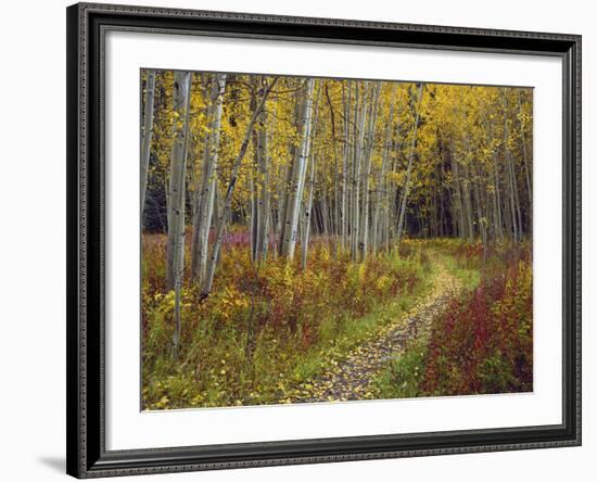 Footpath Through Autumn Aspen Trees, San Isabel National Forest, Colorado, Usa-Adam Jones-Framed Photographic Print