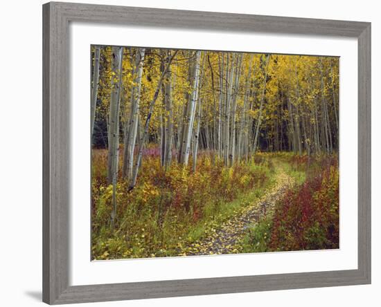 Footpath Through Autumn Aspen Trees, San Isabel National Forest, Colorado, Usa-Adam Jones-Framed Photographic Print