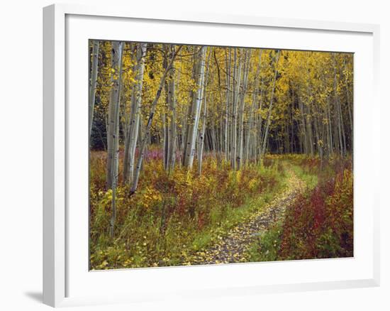 Footpath Through Autumn Aspen Trees, San Isabel National Forest, Colorado, Usa-Adam Jones-Framed Photographic Print