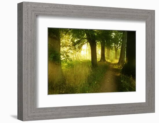 Footpath Through Avenue in the Morning Light, Flower Ground, Burgenlandkreis-Andreas Vitting-Framed Photographic Print