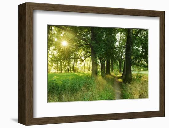 Footpath Through Avenue in the Morning Light, Flower Ground, Burgenlandkreis-Andreas Vitting-Framed Photographic Print