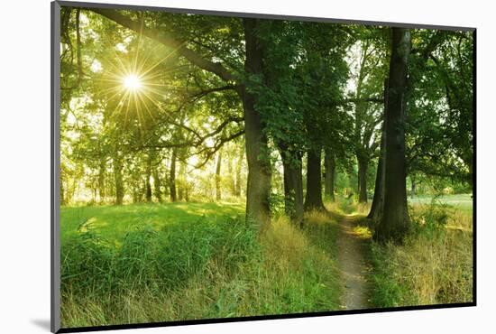 Footpath Through Avenue in the Morning Light, Flower Ground, Burgenlandkreis-Andreas Vitting-Mounted Photographic Print