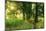 Footpath Through Avenue in the Morning Light, Flower Ground, Burgenlandkreis-Andreas Vitting-Mounted Photographic Print