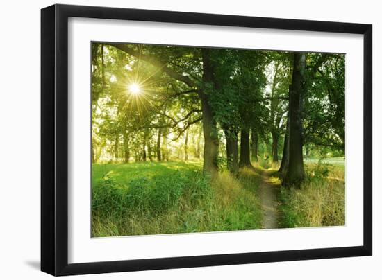 Footpath Through Avenue in the Morning Light, Flower Ground, Burgenlandkreis-Andreas Vitting-Framed Photographic Print