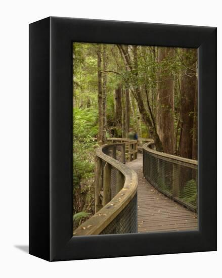 Footpath Through Forest To Newdegate Cave, Hastings Caves State Reserve, Tasmania, Australia-David Wall-Framed Premier Image Canvas