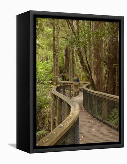 Footpath Through Forest To Newdegate Cave, Hastings Caves State Reserve, Tasmania, Australia-David Wall-Framed Premier Image Canvas