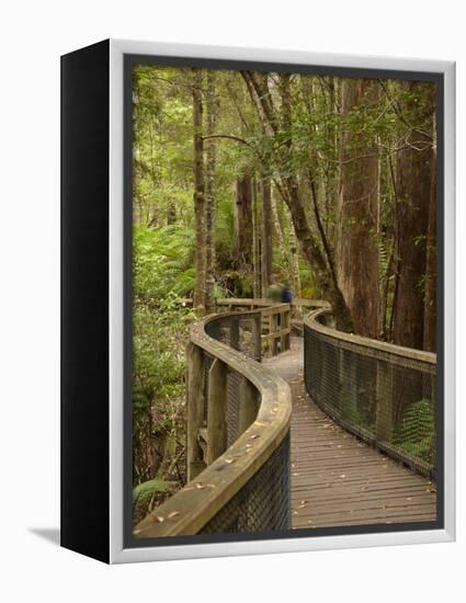 Footpath Through Forest To Newdegate Cave, Hastings Caves State Reserve, Tasmania, Australia-David Wall-Framed Premier Image Canvas