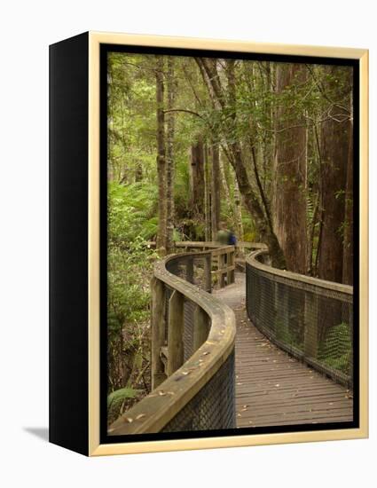 Footpath Through Forest To Newdegate Cave, Hastings Caves State Reserve, Tasmania, Australia-David Wall-Framed Premier Image Canvas