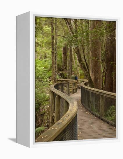 Footpath Through Forest To Newdegate Cave, Hastings Caves State Reserve, Tasmania, Australia-David Wall-Framed Premier Image Canvas