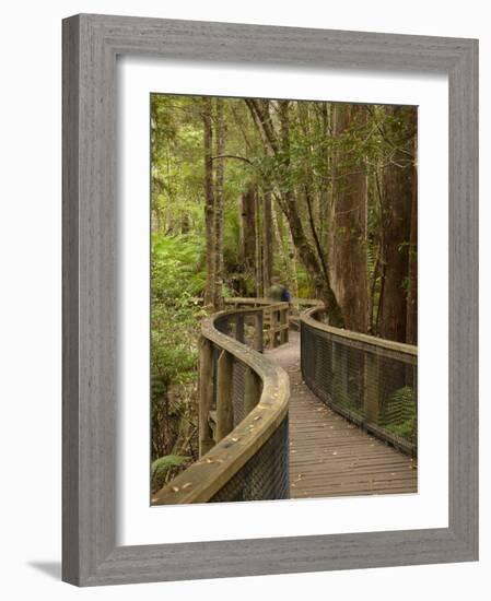 Footpath Through Forest To Newdegate Cave, Hastings Caves State Reserve, Tasmania, Australia-David Wall-Framed Photographic Print