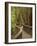 Footpath Through Forest To Newdegate Cave, Hastings Caves State Reserve, Tasmania, Australia-David Wall-Framed Photographic Print