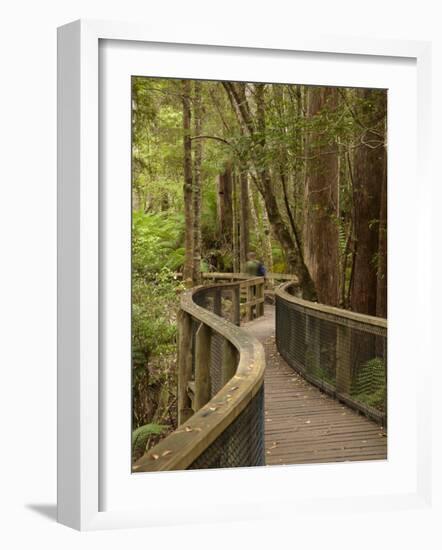 Footpath Through Forest To Newdegate Cave, Hastings Caves State Reserve, Tasmania, Australia-David Wall-Framed Photographic Print