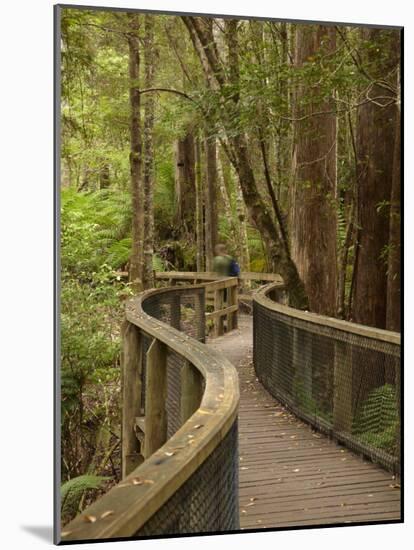 Footpath Through Forest To Newdegate Cave, Hastings Caves State Reserve, Tasmania, Australia-David Wall-Mounted Photographic Print