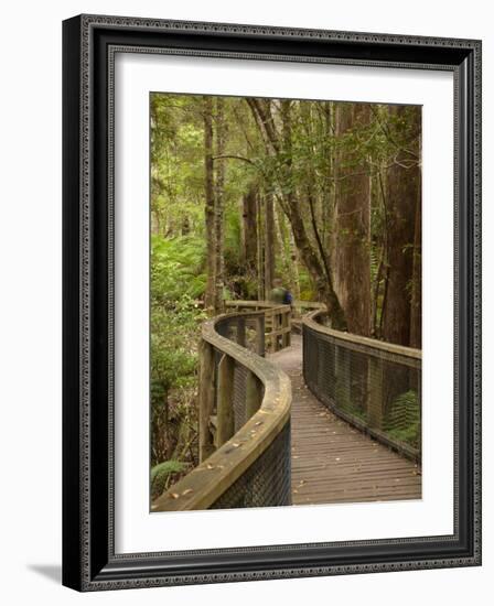 Footpath Through Forest To Newdegate Cave, Hastings Caves State Reserve, Tasmania, Australia-David Wall-Framed Photographic Print