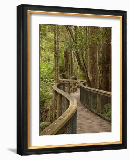 Footpath Through Forest To Newdegate Cave, Hastings Caves State Reserve, Tasmania, Australia-David Wall-Framed Photographic Print