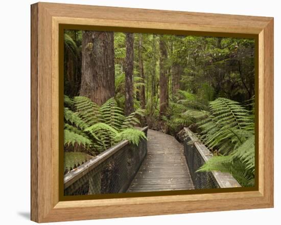 Footpath Through Forest To Newdegate Cave, Hastings Caves State Reserve, Tasmania, Australia-David Wall-Framed Premier Image Canvas